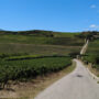 Lisbon Wines